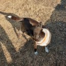 병산리 돌거북상 이미지