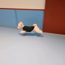 강남언니애견미용호텔 | "[서울/송파구] 강아지 유치원🐾 '포울린 애견 유치원&amp;호텔&amp;미용 본원' / 유부랑 두유가 다녀온 찐 후기