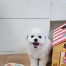 푸숑푸숑 이미지