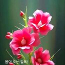 행복한하루 이미지