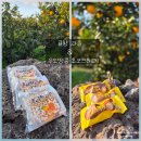 효돈농업협동조합 | 제주 선물용 간식 후기｜귤향 과즐 우도땅콩 초코크레페