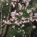 인천 봉수대로 벚꽃 이미지