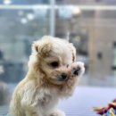 플레이독 파주본점 이미지