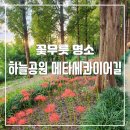 꽃무릇공원 | 꽃무릇명소 상암동 하늘공원 메타세콰이어길 시인의 거리 꽃무릇 보고왔어요
