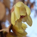 납매(臘梅; Chimonanthus praecox; Wintersweet; 받침꽃과) 이미지