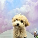 오늘 더 예쁘개 이미지