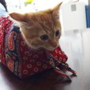 반딧불 동물병원 이미지