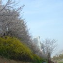 서울 양재천 풍경 이미지