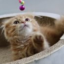 맘스캣(MOMSCAT) 이미지