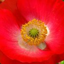 꽃피는 무화家 이미지