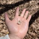 소소산식벌교식당 | 주말 순천 조계산(송광사 출발 연산봉) 등산 후기