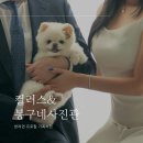 대구 반려견 가족사진 컬러스&amp;봉구네사진관