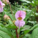 히말라야봉선화 [Himalayan balsam , Impatiens glandulifera] 이미지