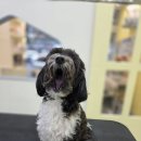 산호애견미용실 이미지