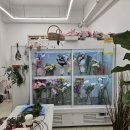 헬렌플레르