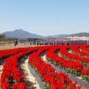 양주 나리공원 천일홍축제의 가을 나들이를 ~~~ 이미지