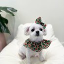 까까뿌숑 이미지