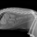 24시청주다옴동물의료센터 이미지