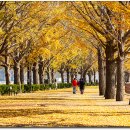 곡교천 은행나무길 이미지