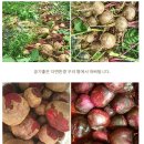 치매예방을 위한 뇌건강 레시피 | [광고] 비트차 베타라인 질산염, 치매 예방 슈퍼푸드! 뇌 혈류 UP 과학적 효과와 섭취법 완벽 가이드