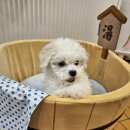 부산애견호텔 강아지유치원 맘바이 사하구점 이미지