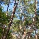 태화 목장 이미지