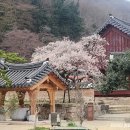 꽃망울 터트린 백양사 고불매 이미지