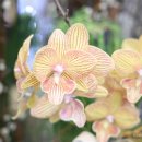 파크 블러썸 이미지