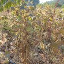 안골농원 이미지