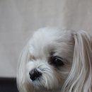 델리퍼피 네이버블로그