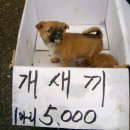 광기농장 이미지