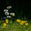 다라플란트치과의원 이미지