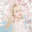 벚꽃사진관 이미지