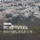 포시즌호스텔 | 에버랜드벚꽃 호암미술관 용인가실벚꽃길 주차 포토존 총정리