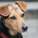 야당동물병원 이미지