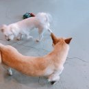 하꾸나마루다 이미지