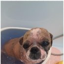 블랑드펫 | 은평구말티즈미용잘하는곳 블랑드펫에서 체험한 감동의 1인 미용실 후기