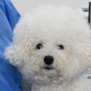 베를린 동물치과센터 이미지