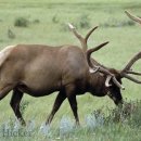 엘크사슴 이미지