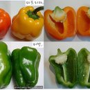 피망 이미지