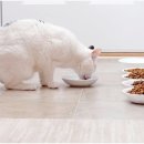 불량고양이