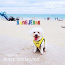 영무농장 | [멍냥플레이스] 부산 특집 강아지 동반 해운대 여행 추천지