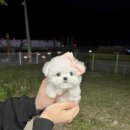 앨리스코리아켄넬 이미지