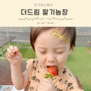지용농장 | 남양주 아기랑 갈만한곳 더드림 딸기체험농장 이용꿀팁