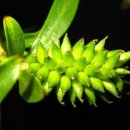 버드나무 이미지