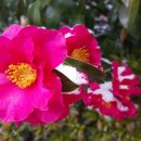 아라리오 뮤지엄 탑동 시네마 이미지