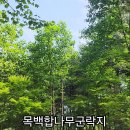 비슬산둘레길7:목백합나무길 이미지