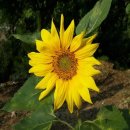 한글 문서 작성 이미지