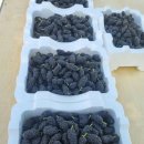 장유농장 이미지