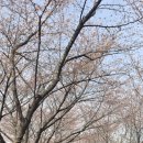 하남천 Daum카페